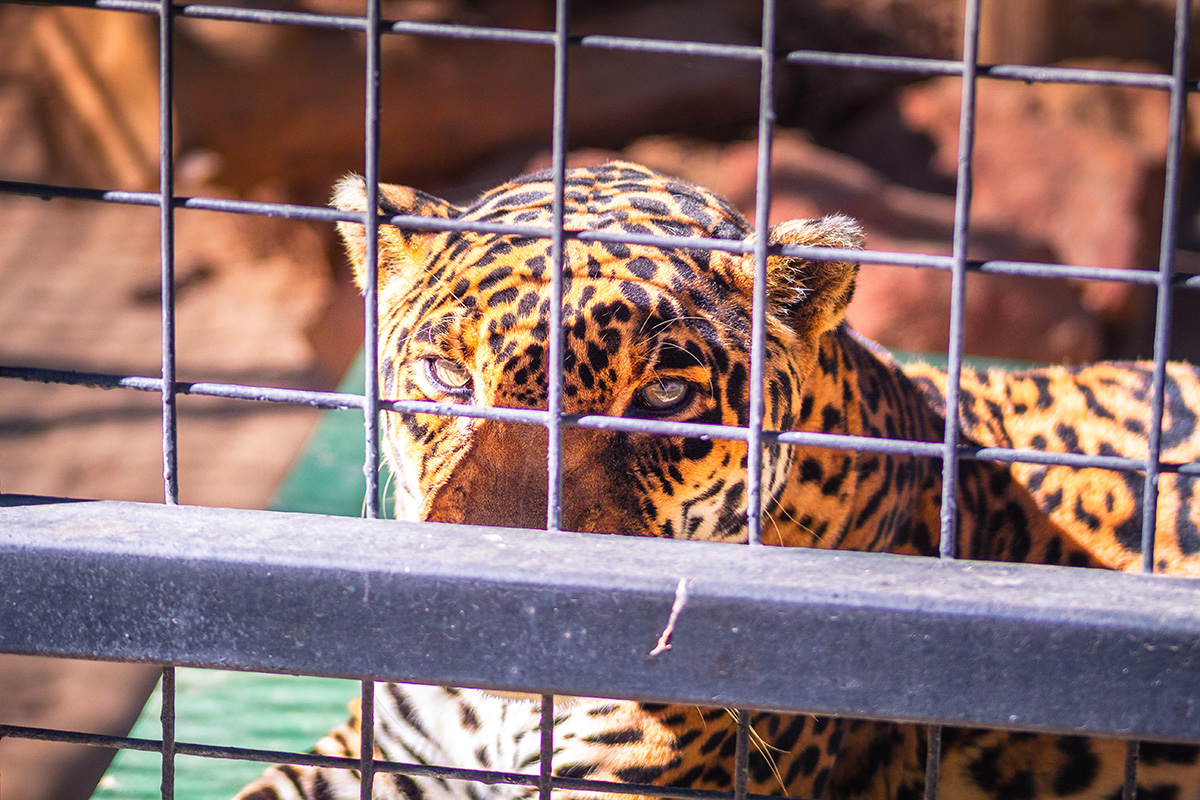 Leopard in a cage