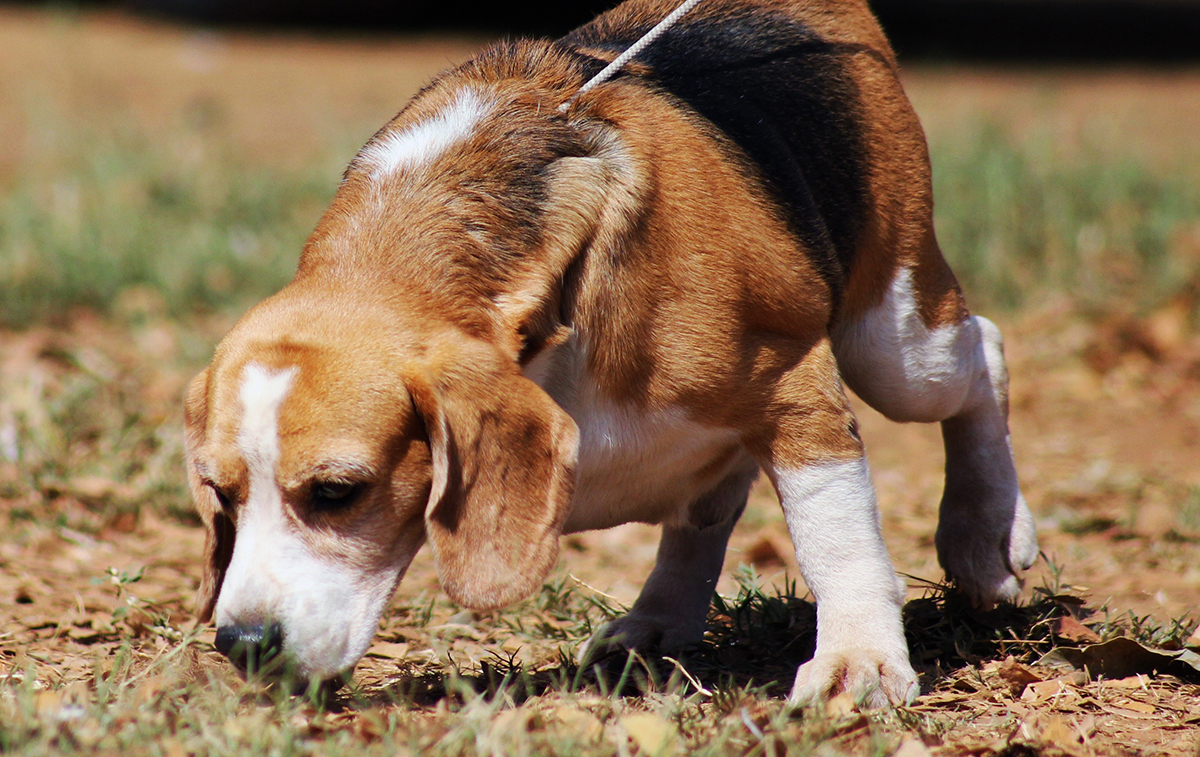 Dog sniffing a trail