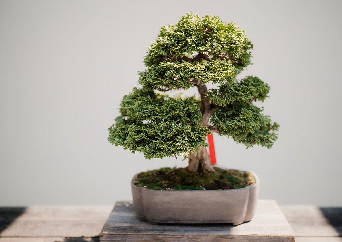 Bonsai