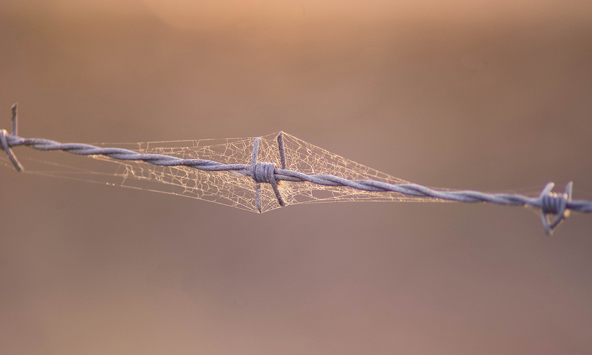 Spiders web around barbed wire