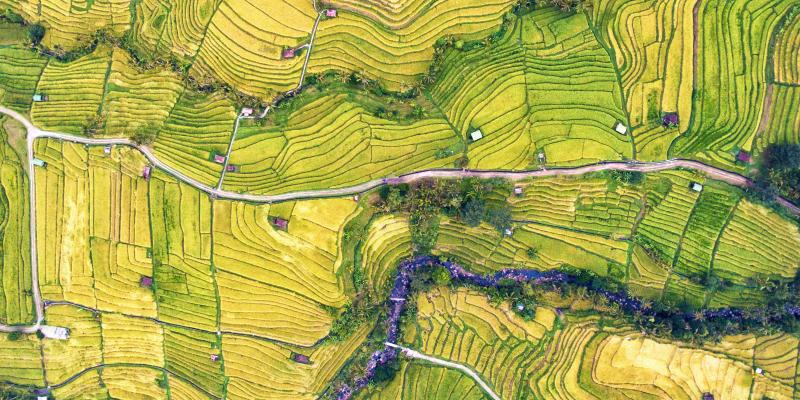 Global policy & guidelines