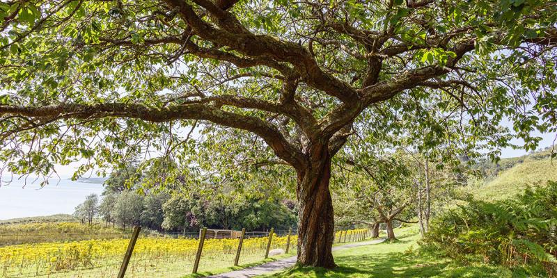 Mature tree throwing shade on a path