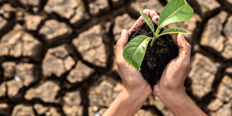 Boy holding seedling, cracked dry earth behind